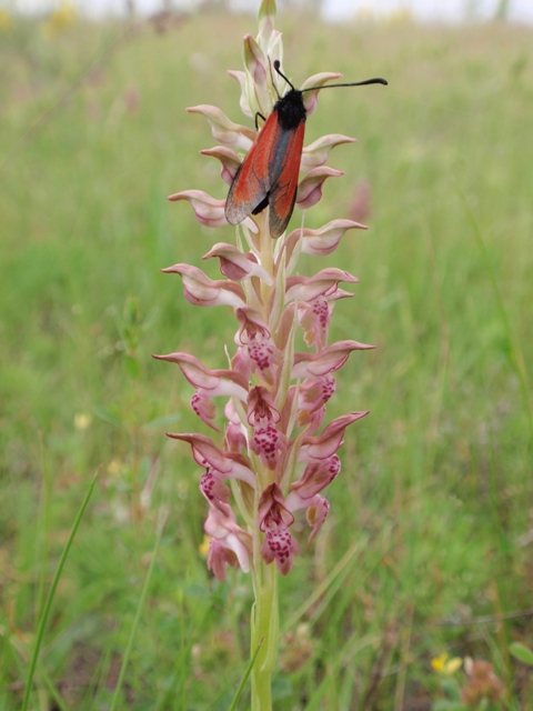 Due Zygaenidae da ID